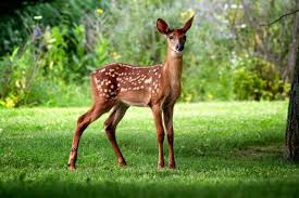 نتيجة بحث الصور عن صور غزلان Deer Background Deer Pictures Deer