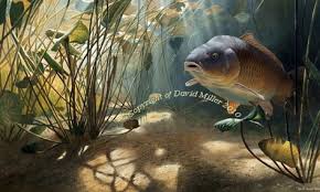 The Mythical Common By David Miller Oil On Board Sold Http Www Davidmillerart Co Uk Prints Available Fish Artwork Fish Art Common Carp