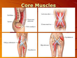 Anatomic relationship between the vaginal apex and the bony architecture of the pelvis: Core Muscle Exercises Core Muscles Pelvis