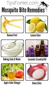 Remedies For Mosquito Bites Remedies For Mosquito Bites Ginger Benefits Remedies