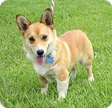 Corgi puppies for adoption in ct. Westport Ct Corgi Meet Boone Pending A Pet For Adoption