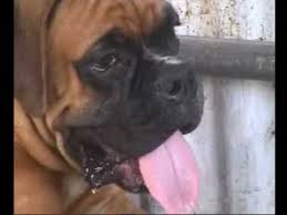 Ranges from $900 to $3,200. The Kennel Association Of Sri Lanka 76th Championship Dogs Show Part 1 Youtube