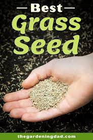 Best Grass Seed Best Grass Seed Grass Seed Grass Seed For Shade