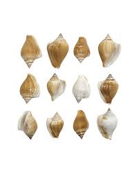 Image result for Canarium