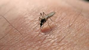 Virusul west nile este un potențial factor declanșator al unor afecțiuni grave (meningite, encefalite, meningoencefalite), principala cale de transmitere în rândul oamenilor fiind înțepătura tânțarilor. Sesiune Ventila A Inflori Cine Transmite West Nile Justan Net