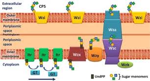 Image result for Striga baumannii