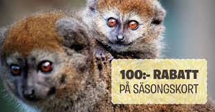 Parken zoo kom till ett av. Parken Zoo Just Nu Far Du 100 Rabatt Pa Alla Vara Facebook