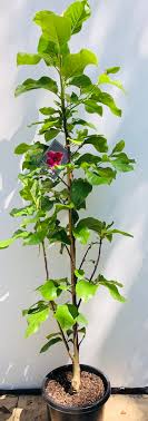 One vendor has this plant for sale. Images Squarespace Cdn Com Content V1 5b4d8bf3d