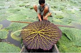 Pin By Doug Harrington On Unusual Plants Flowers Weird Plants Alien Plants Lily Plants