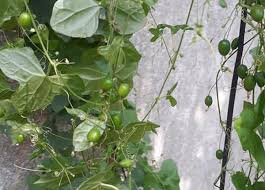 Dưa chuột dại – Vị thuốc từ thảo dược dại