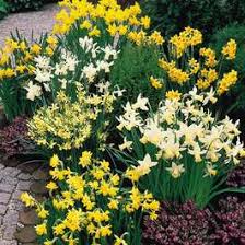 Buy Narcissi Dwarf Mixed 8 10cm J Parker Dutch Bulbs