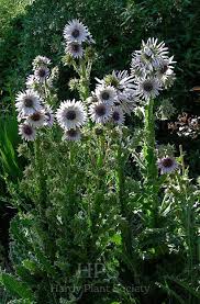 Image result for Berkheya carlinopsis