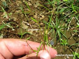 Image result for Oldenlandia lancifolia