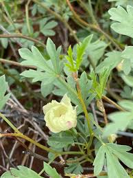 Image result for Cienfuegosia hildebrandtii