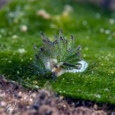 Image result for Batopedina