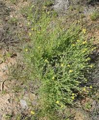 Image result for Osteospermum muricatum