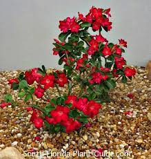 We did not find results for: Desert Rose