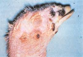 Image result for signs for poultry diseases