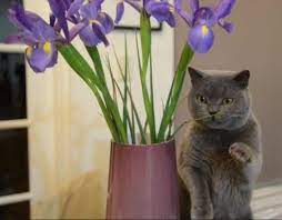 Pin By Cynthia Black On Educational Iris Flowers Iris Funny Cats
