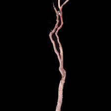 Image result for Jatropha botswanica