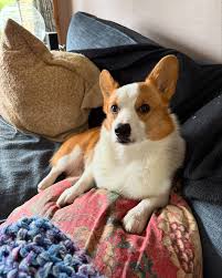 For just the price of your wireless bill, you can feed these poor, hungry  children… #FeedTheChildren #KingOfCookieland #Hughworeitbest #hughstory  #HughSteel #Hughman #Hughism #Hughmiliation #Hughbris #Hughmidity  #Hughrrific #Hughmankind ...