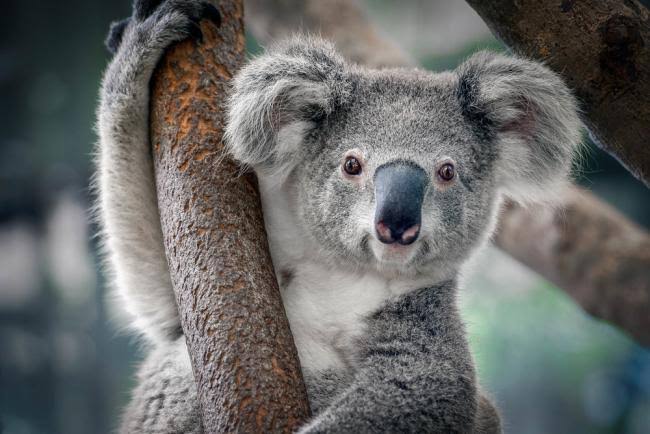 THE ANIMAL THAT HAS HUMAN FINGERPRINT