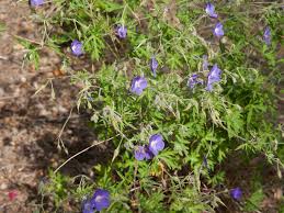 Image result for Geranium bohemicum Orhcid Blue