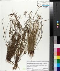 Image result for Rhynchospora eximia