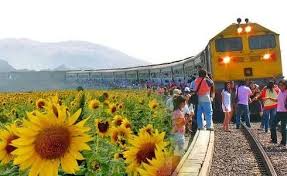 Lopburi adalah kota kecil yang terletak 153 km di utara bangkok. How To Visit Lopburi Sunflower Fields From Bangkok Ummi Goes Where