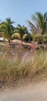 #berminat boleh hubungi 012 5203632. Tanah Lot Di Kedah Untuk Dijual Murah