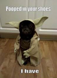 Community Post 20 Pugs Dressed As Yoda Darth Vader Dog Halloween Funny Funny Cute