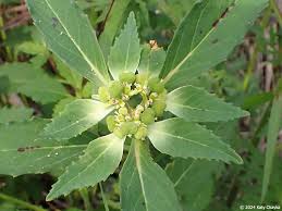 Image result for Euphorbia davyi