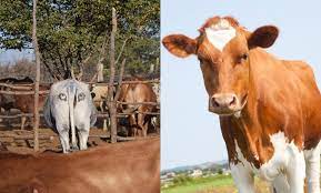 Drawing Eyes On The Butts Of Cows Is Highly Effective In Scaring Away Lion Predators