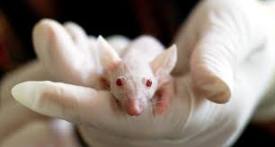 Maybe you would like to learn more about one of these? 3d Printed Organs Offer Alternative To Animal Testing The Manufacturer