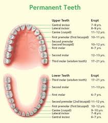 chart permanent teeth