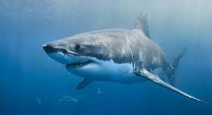 Great white shark interesting facts and features. A Great White Shark Was Spotted Off The Coast Of Connecticut