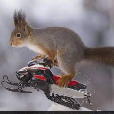 It first darts for the. Suicide Squirrels Of Mt Diablo Auburn And Downieville Home Facebook