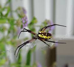 Yellow And Black Garden Spider Garden Spider Black Garden Spider