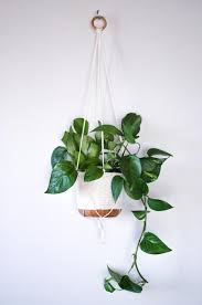 What Are The Best Office Plants Top Plants For Your Desk With Images Hanging Plants Indoor Hanging Plants Plant Decor