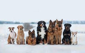 12 Dog Breeds That Get Along With Labs Patchpuppy Com