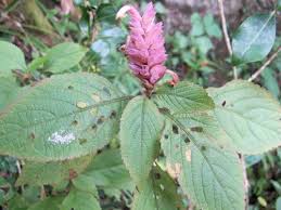 Image result for Achyrospermum micranthum