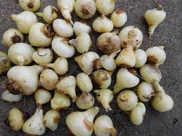 Image result for Dipcadi longifolium