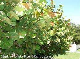 Sea Grape Coccoloba Uvifera The Unusual Texture Of Sea Grape With Its Big Rounded Leaves On Upright Branches Makes Native Plant Landscape Plants Grape Plant