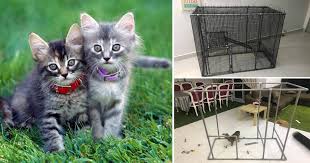 Maybe you would like to learn more about one of these? Diy Sangkar Kucing Guna Pvc Murah Confirm Tak Karat Vanilla Kismis