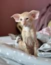 PETERBALD BREEDER - www.heavenlyhairlesspeterbaldcat