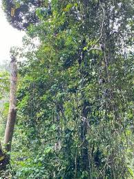 Find and book unique accommodations on airbnb. Best Trails In Gunung Pulai Recreational Forest Johor Malaysia Alltrails