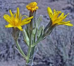 Image result for Crepis newii