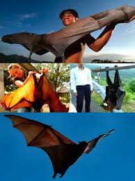 acerodon jubatus the giant golden crowned flying fox also known as the golden capped fruit bat is a rare megabat and one of th cute animals cute bat animals