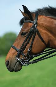 Le Mors Un Cheval Avec Un Mors De Bride Cheval Filet Cheval Filet Equitation