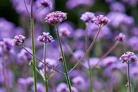 Image result for foto verbena